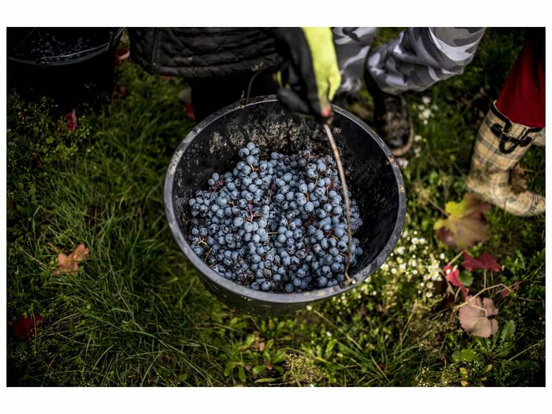 Bucket with grapes